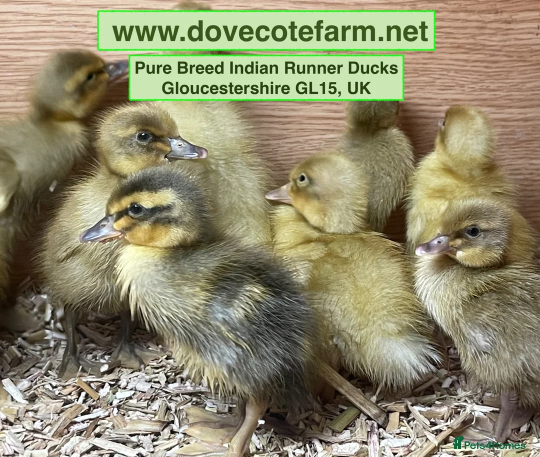 Ducks poultry for sale: PURE BREED APRICOT INDIAN RUNNER DUCKLINGS & DUCKS - Advert 1