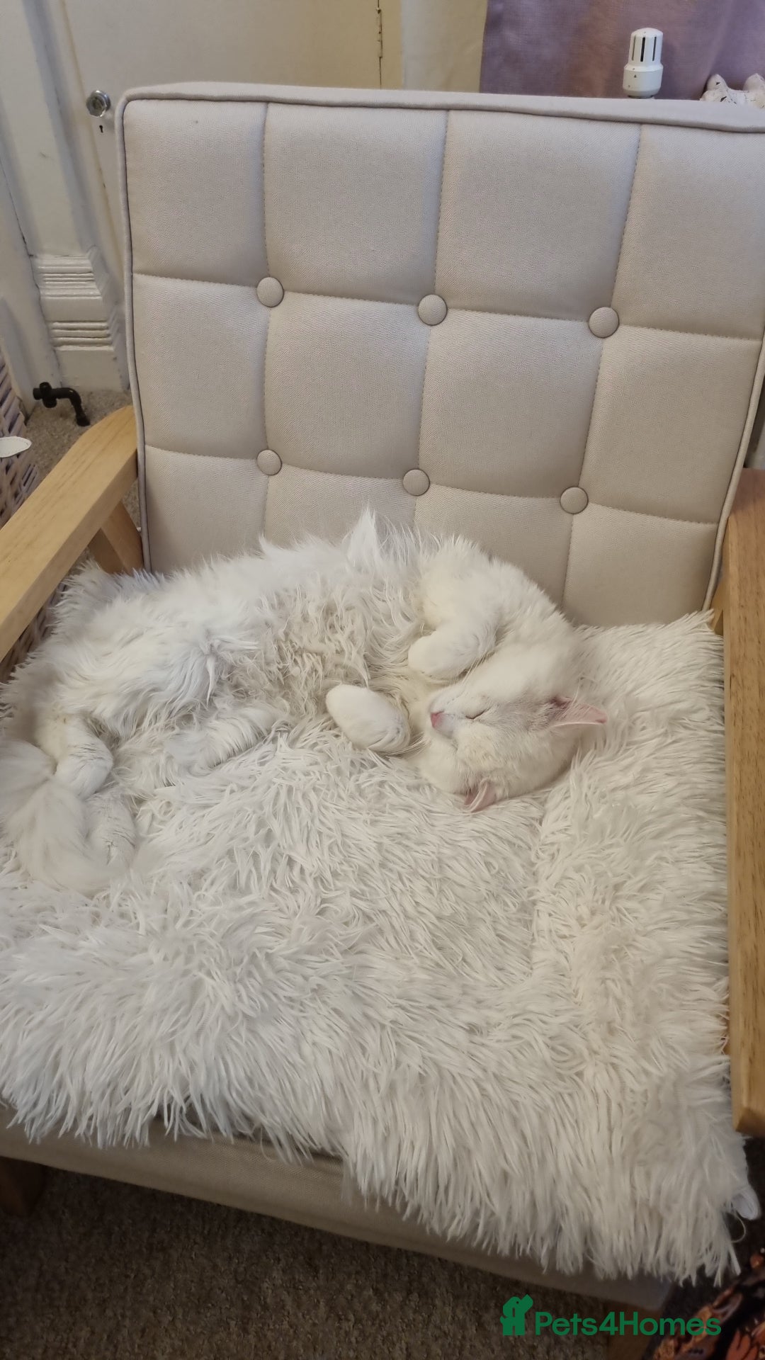 British Longhair cats for sale: Looking for a new home - Image 6