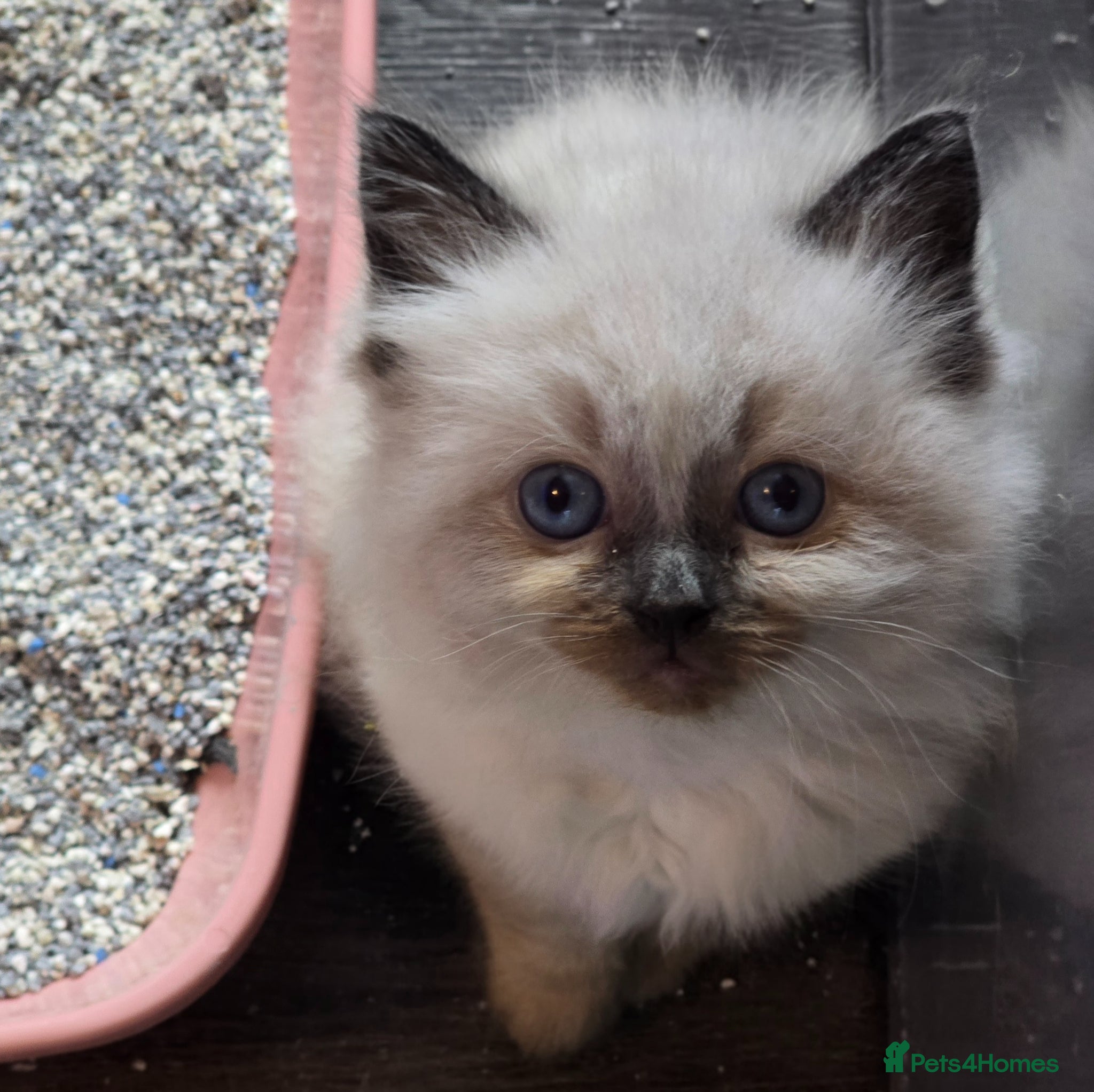 Ragdoll cats 2 beautiful ragdoll boys left  - Advert 17