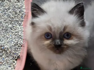 Ragdoll cats 2 beautiful ragdoll boys left - Advert 17