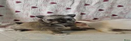 Chihuahua dogs for sale: First jab and health checked Luxury Chihuahua pups - Advert 28