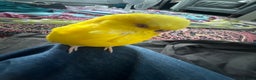 Cockatiels birds for sale: 2x Cocaktiels and Lutino Budgie with cage - Advert 4
