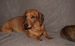 Dachshund dogs for sale: 3/4 MINIATURE SMOOTH DACHSHUND PUPPIES - Image 20