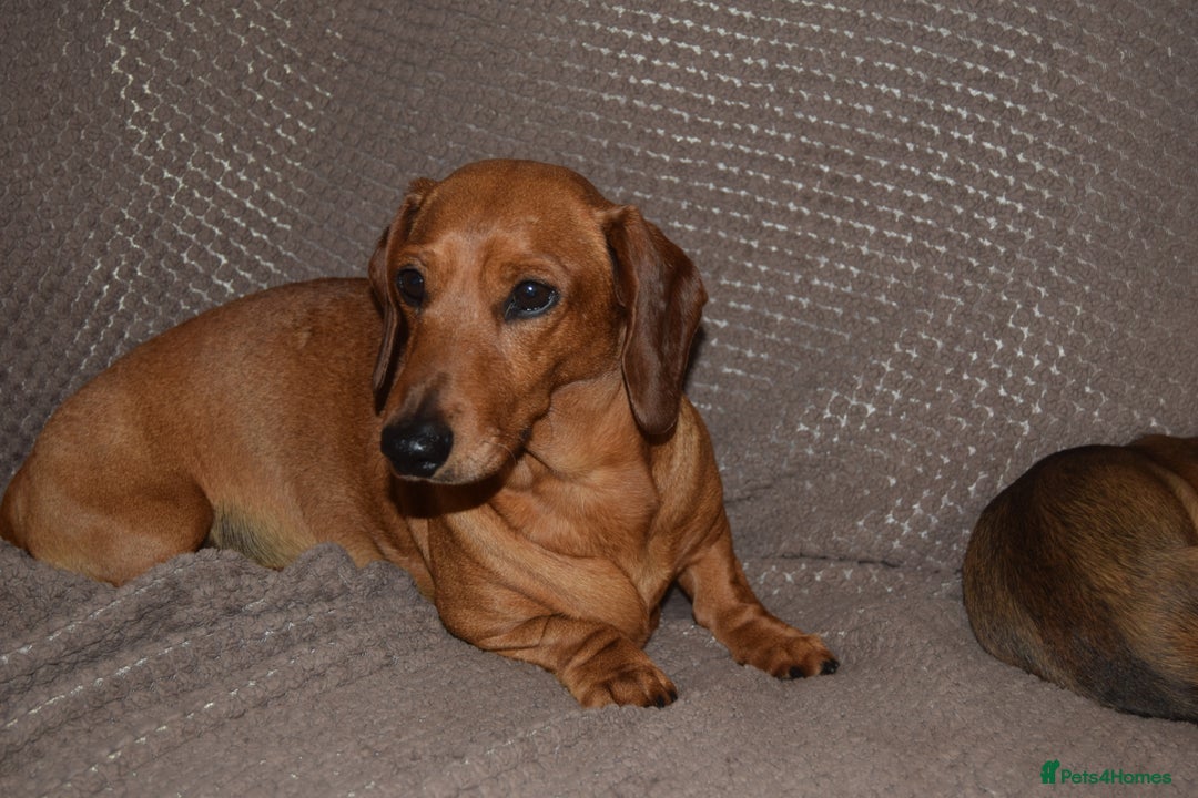 Dachshund dogs for sale: 3/4 MINIATURE SMOOTH DACHSHUND PUPPIES - Image 20