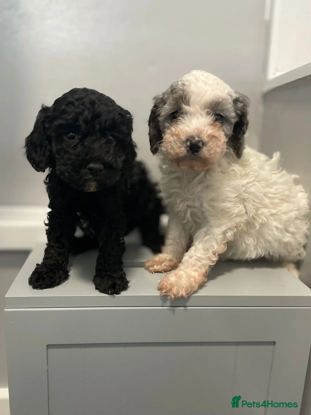 Cavapoo dogs for sale: Beautiful cavapoo puppies ready now - Advert 25