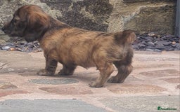 Miniature Dachshund dogs for sale: Miniature Longhaired Dachshund Puppies  - Image 17