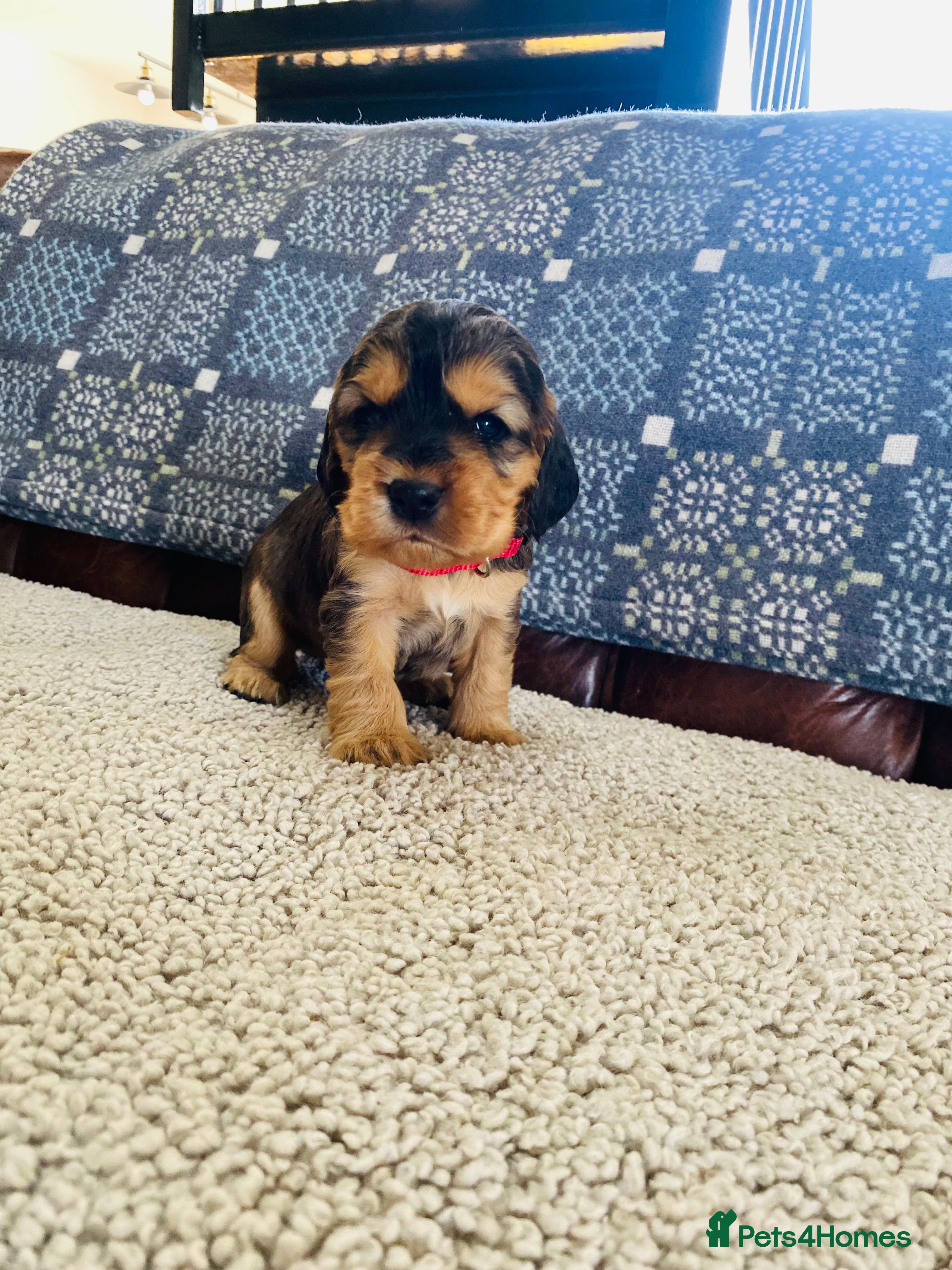 Cocker Spaniel dogs KC/ Healthtested parents. Showtype cockerspaniel🌸 - Advert 2