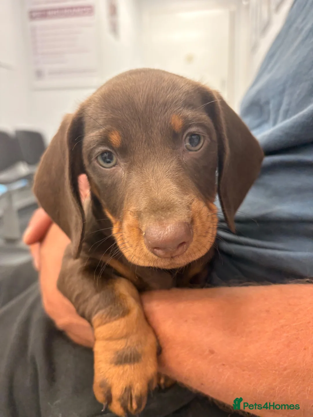 Miniature Dachshund dogs for sale: One female available 🏡 ready to leave  - Advert 1