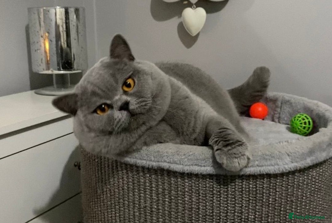 British Shorthair cats for stud: 👑 NEW STUD CHAMPION BRED GCCF BLUE BOY 👑 in Derby - Image 1