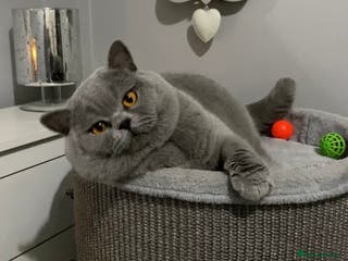 British Shorthair cats 👑 NEW STUD CHAMPION BRED GCCF BLUE BOY 👑 in Derby - Advert 13