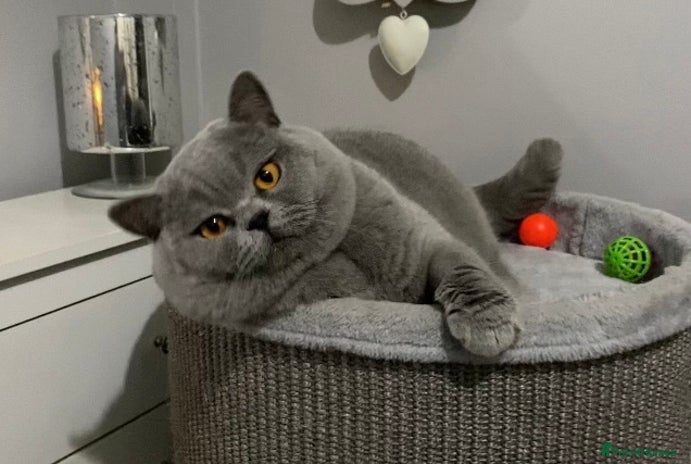 British Shorthair cats 👑 NEW STUD CHAMPION BRED GCCF BLUE BOY 👑 in Derby - Advert 2