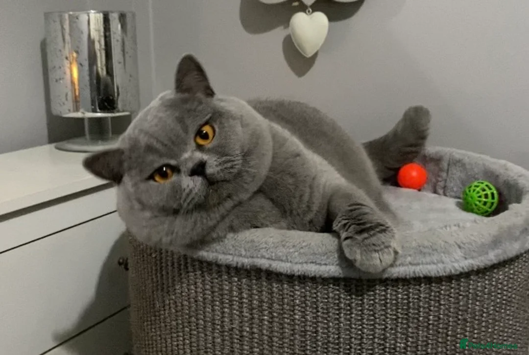 British Shorthair cats for stud: 👑 NEW STUD CHAMPION BRED GCCF BLUE BOY 👑 in Derby - Advert 1