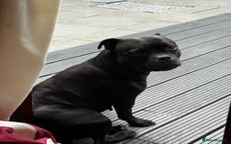 Staffordshire Bull Terrier dogs for sale: Outstanding KC blue gene carriers - Image 2