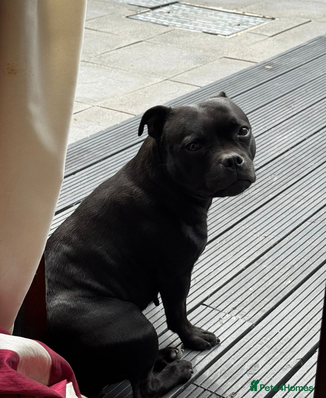 Staffordshire Bull Terrier dogs for sale: Outstanding KC blue gene carriers - Image 2