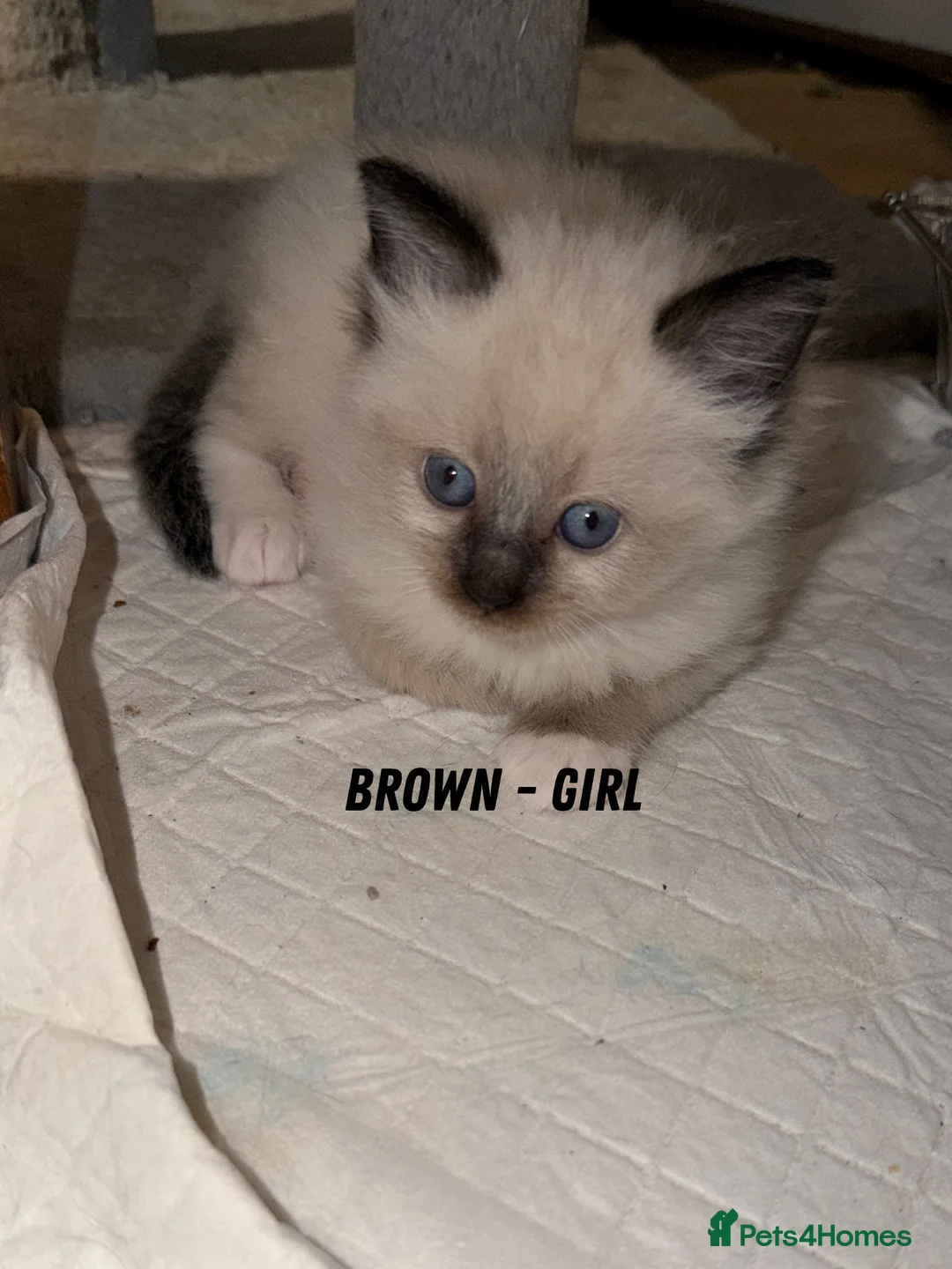 Ragdoll cats for sale: 5 beautiful ragdoll cross kittens available. - Advert 22