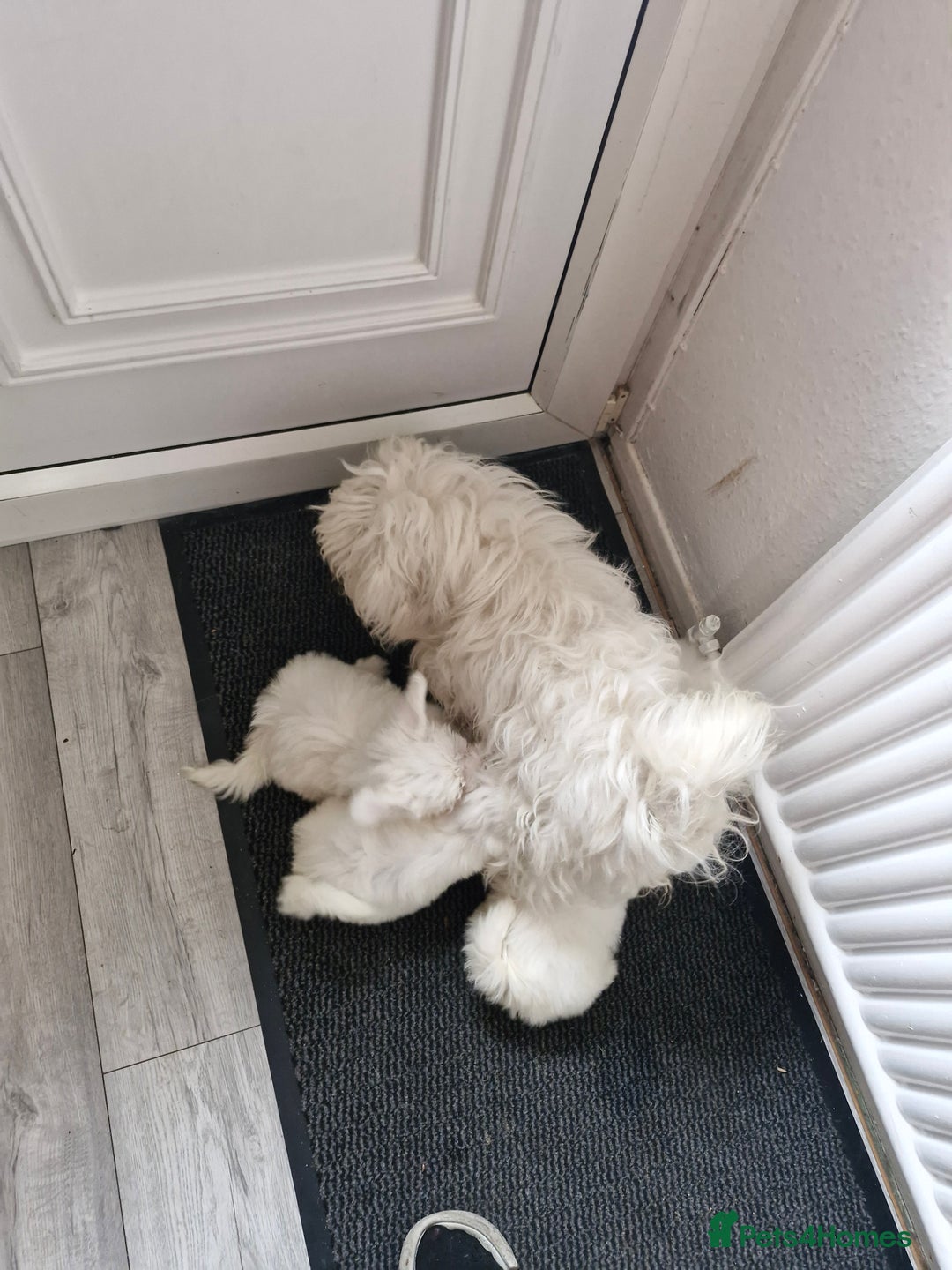 Maltese dogs for sale: Maltese puppies ready  - Image 8