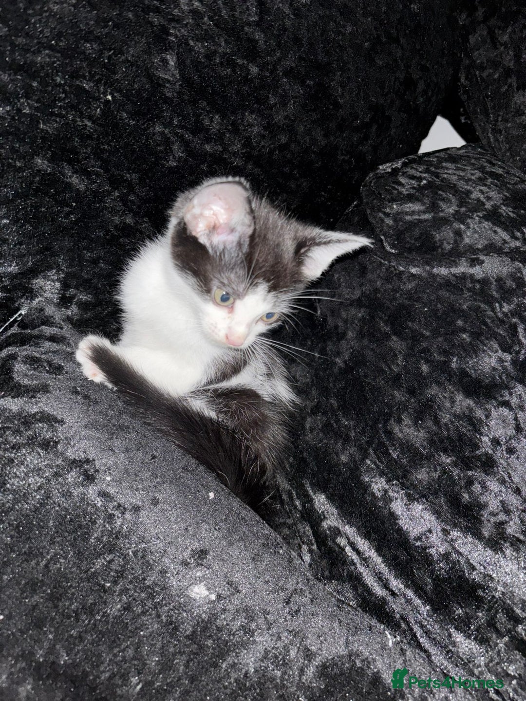 Mixed Breed cats for sale: Kittens  - Advert 23