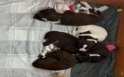 Mixed Breed dogs for sale: Chi sprocker  - Image 3
