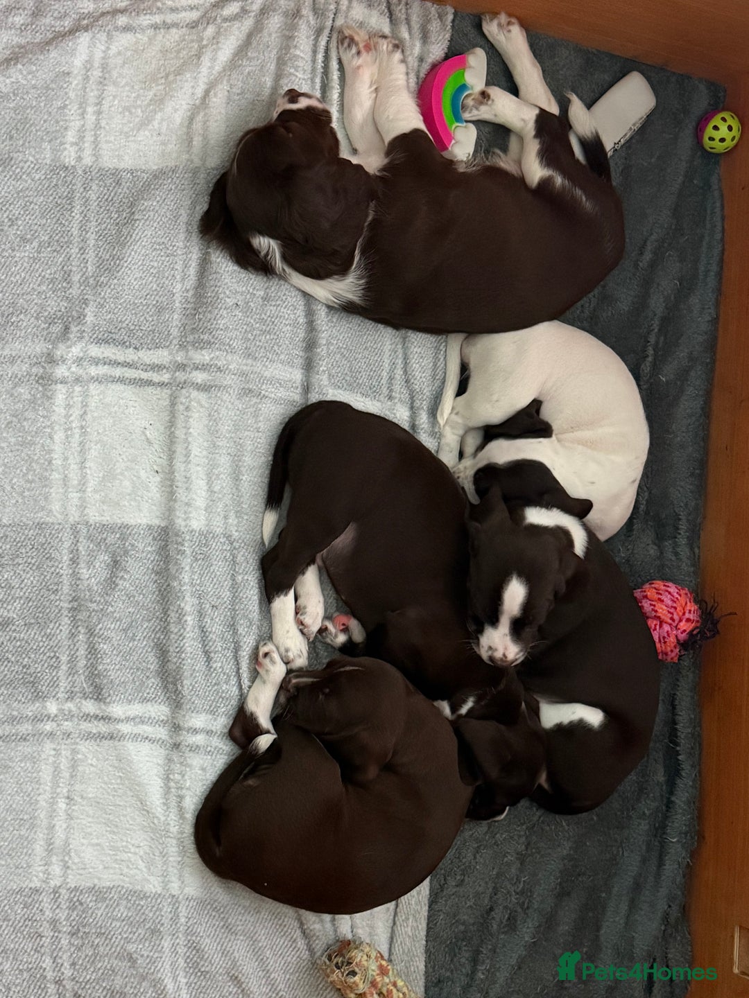 Mixed Breed dogs for sale: Chi sprocker  - Image 3