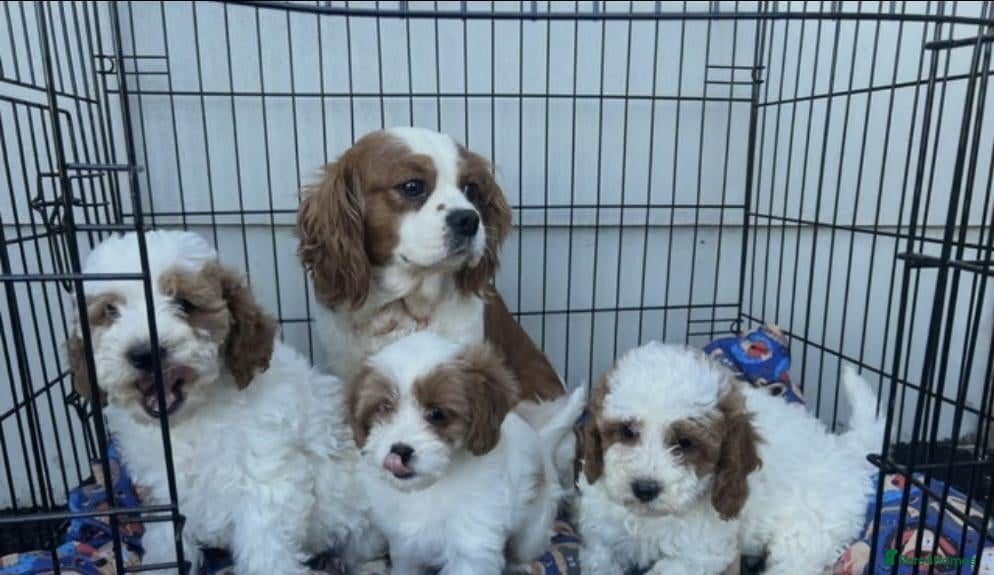 Cavapoo dogs F1 cavapoo puppies - Advert 6