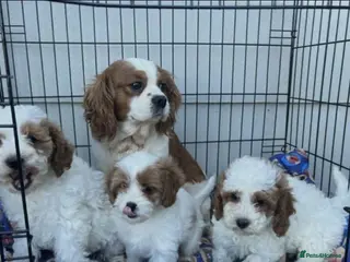 Cavapoo dogs F1 cavapoo puppies - Advert 1
