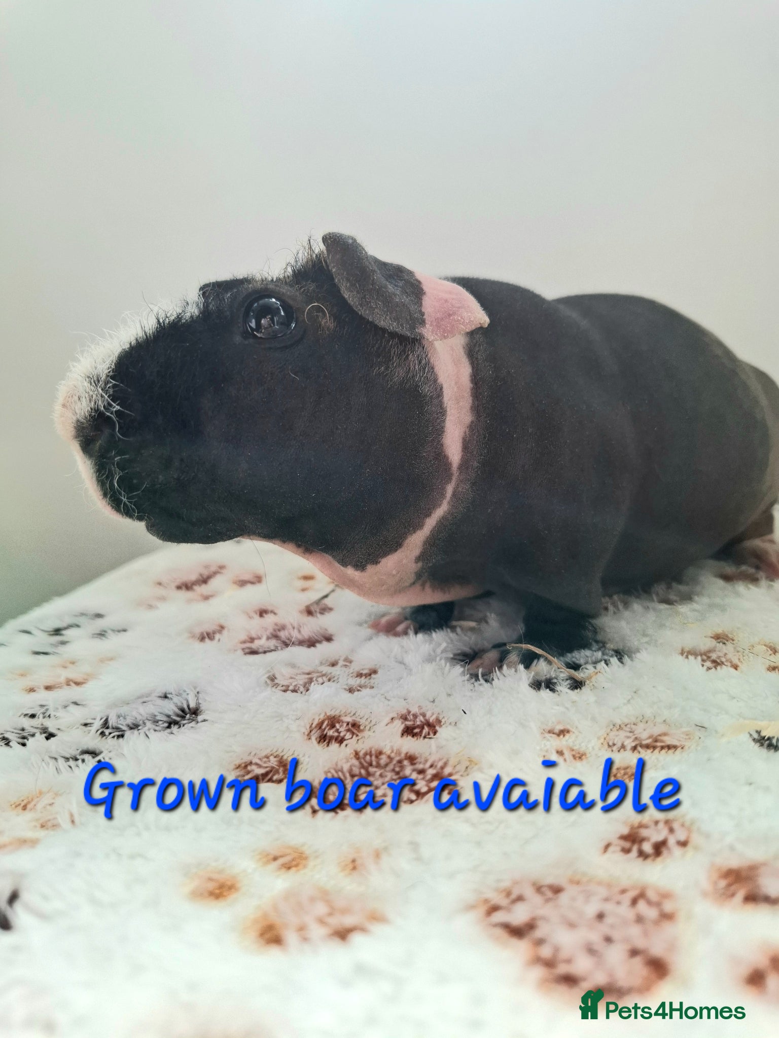 Guinea Pig rodents Purebred skinny pigs- Grown boar - Advert 17