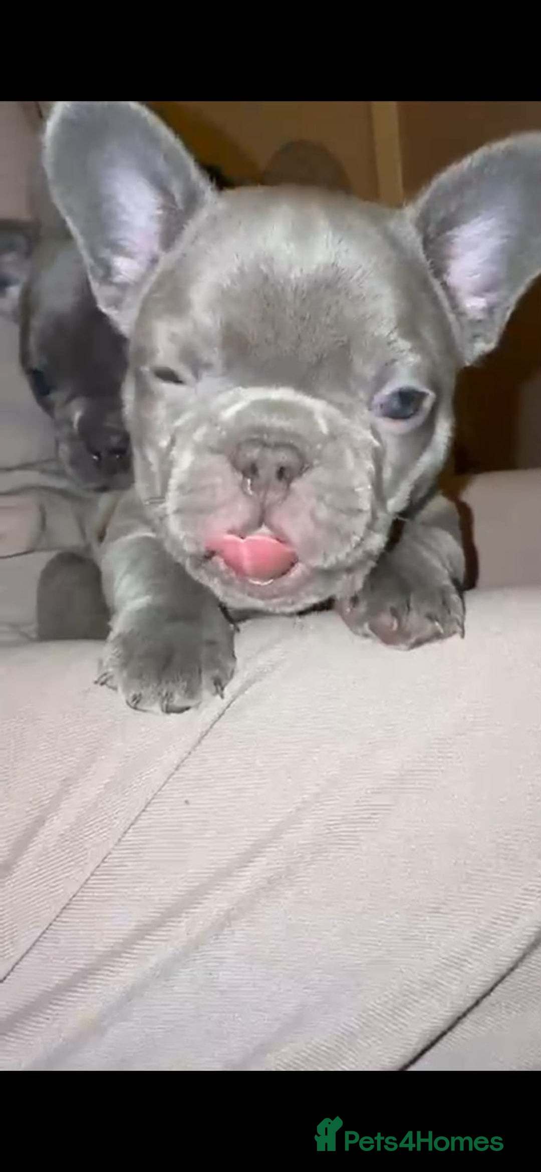 French Bulldog dogs for sale: French bulldog puppies - Advert 15