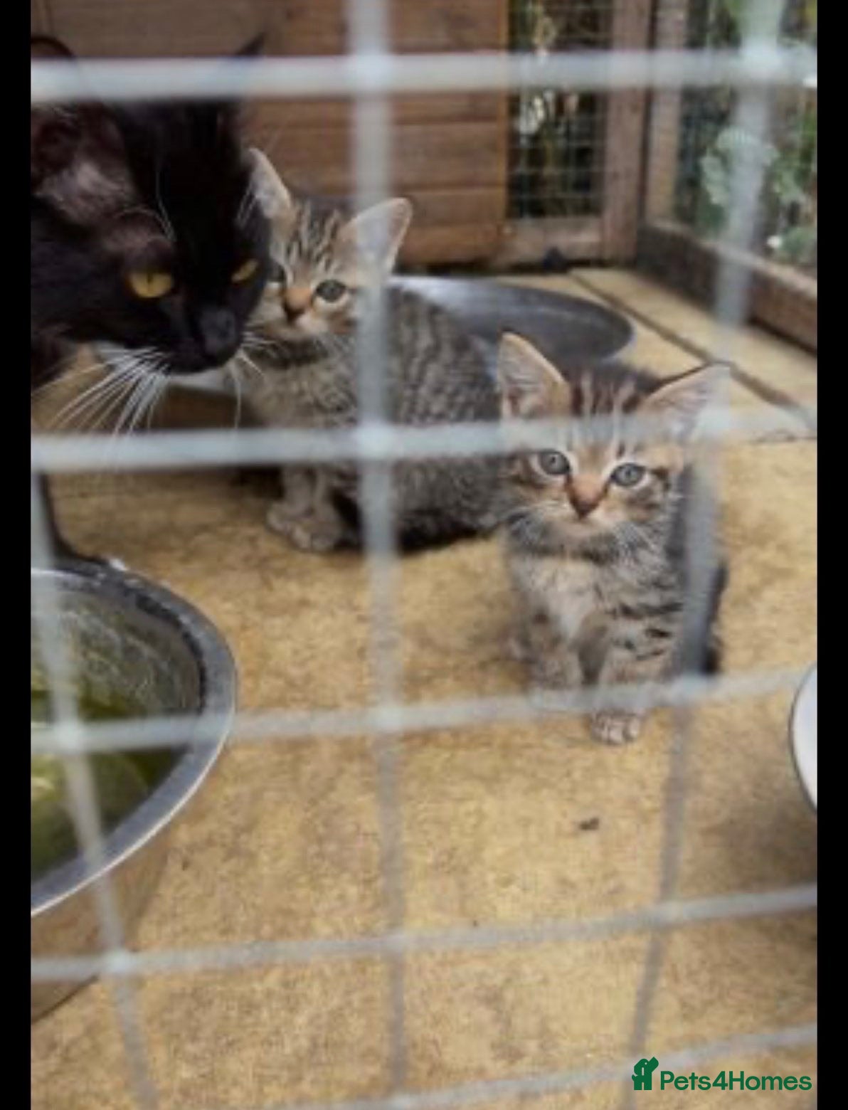 Mixed Breed cats Beautiful tabby kittens - Advert 1