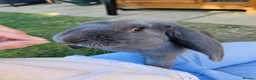 French Lop rabbits for sale: Gorgeous French lop Buck 💙🐰 - Advert 2