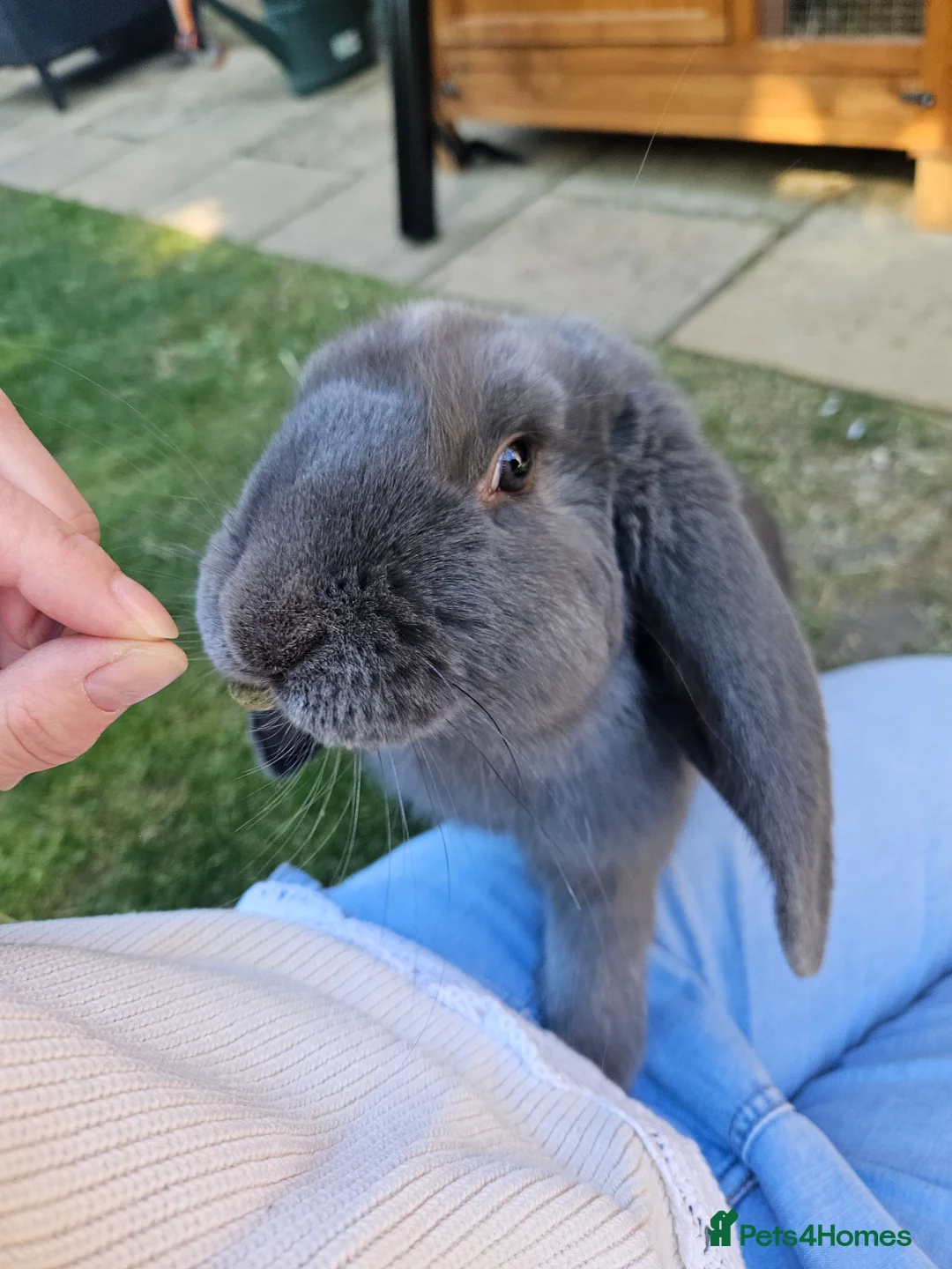 French Lop rabbits for sale: Gorgeous French lop Buck 💙🐰 - Advert 2