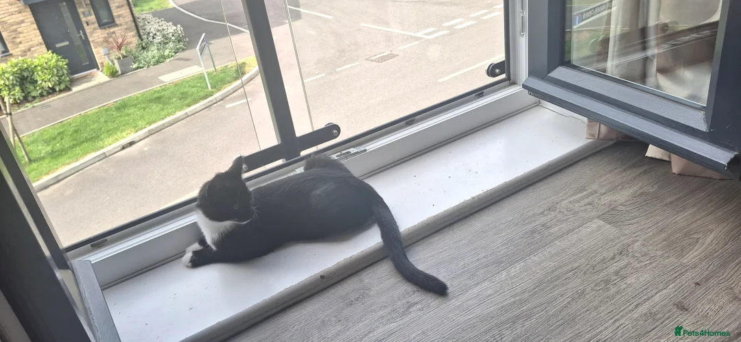 British Shorthair cats for sale: Shelly - Advert 3