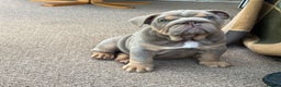 English Bulldog dogs for stud: KC registered chocolate and tan stud  in Birmingham - Advert 12