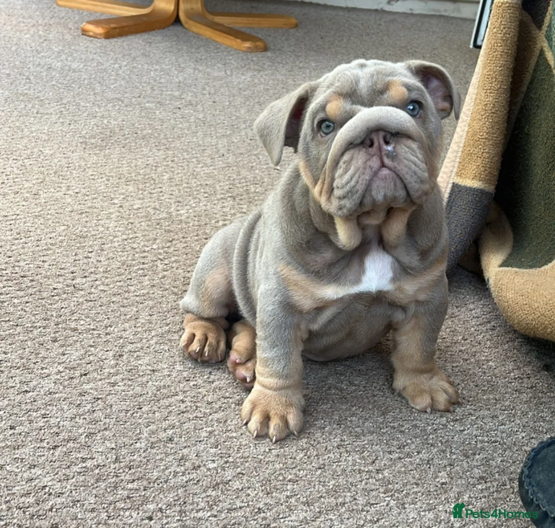 English Bulldog dogs for stud: KC registered chocolate and tan stud  in Birmingham - Advert 12