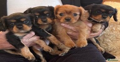 Cavalier King Charles Spaniel dogs Beautiful Cavalier Puppies - Fully health tested  - Advert 3