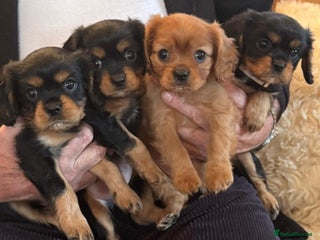 Cavalier King Charles Spaniel dogs Beautiful Cavalier Puppies - Fully health tested - Advert 17