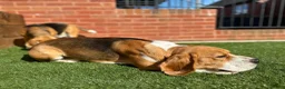 Beagle dogs for stud: Absolutely Spotless Olimp — Beagle Stud (Imp Pol) in Newent - Advert 5