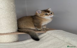 British Shorthair cats for sale: BSH Golden kittens  - Image 14
