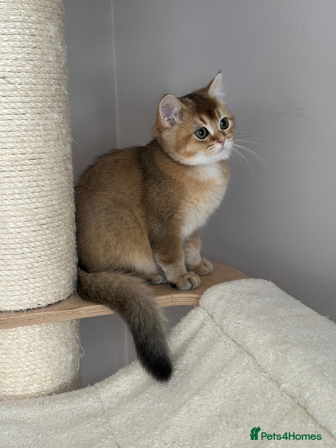 British Shorthair cats for sale: BSH Golden kittens  - Image 14