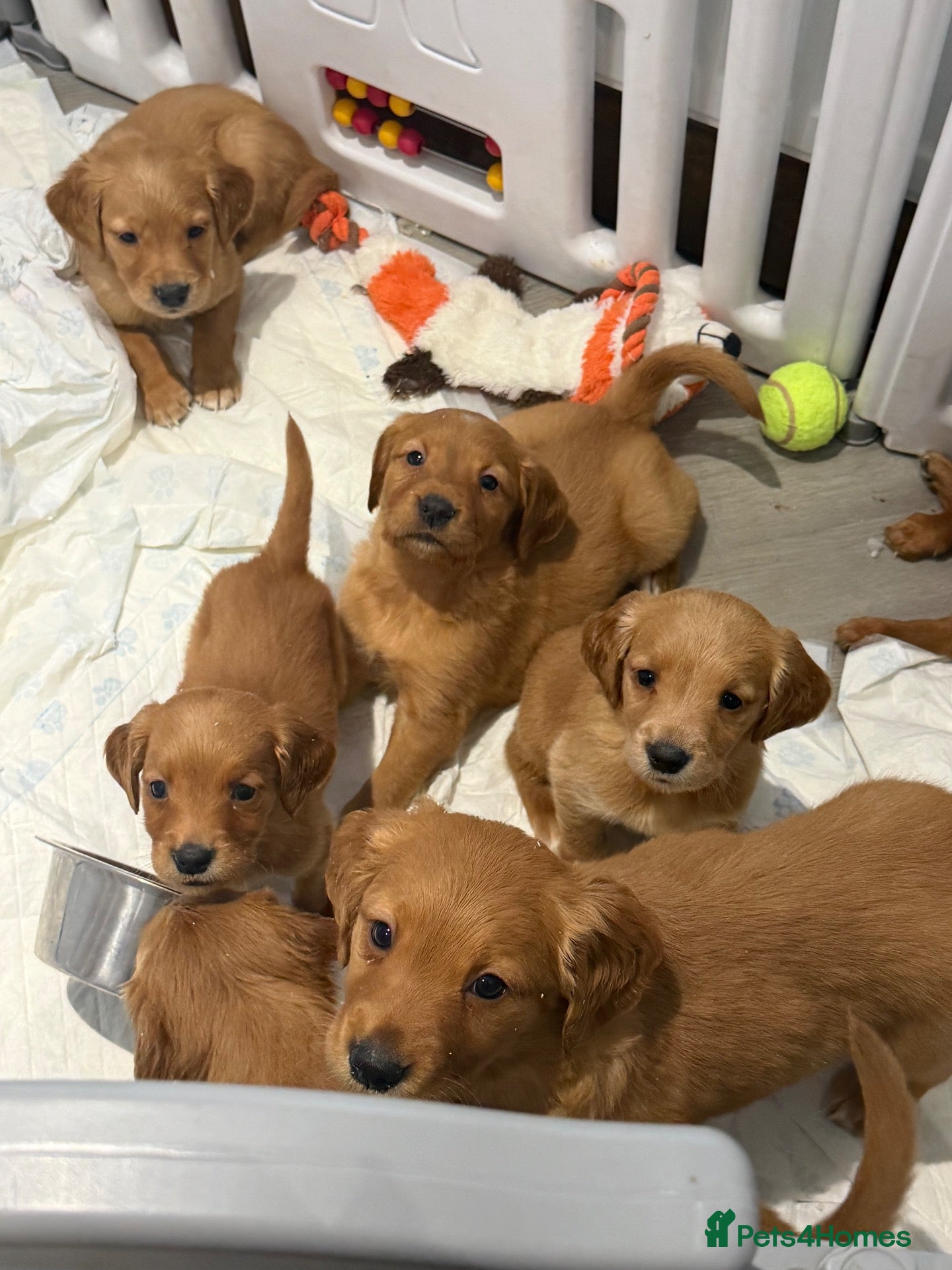 Golden Retriever dogs for sale: Outstanding litter of beautiful health tested pups - Advert 20