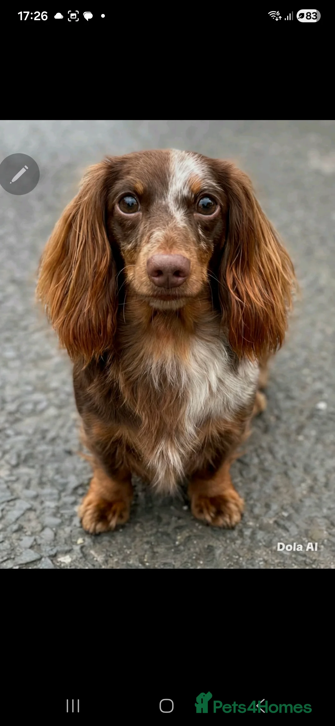 Miniature Dachshund dogs for stud: ⭐️STUNNING KC REG CHOCOLATE DAPPLE STUD⭐️ - Advert 10