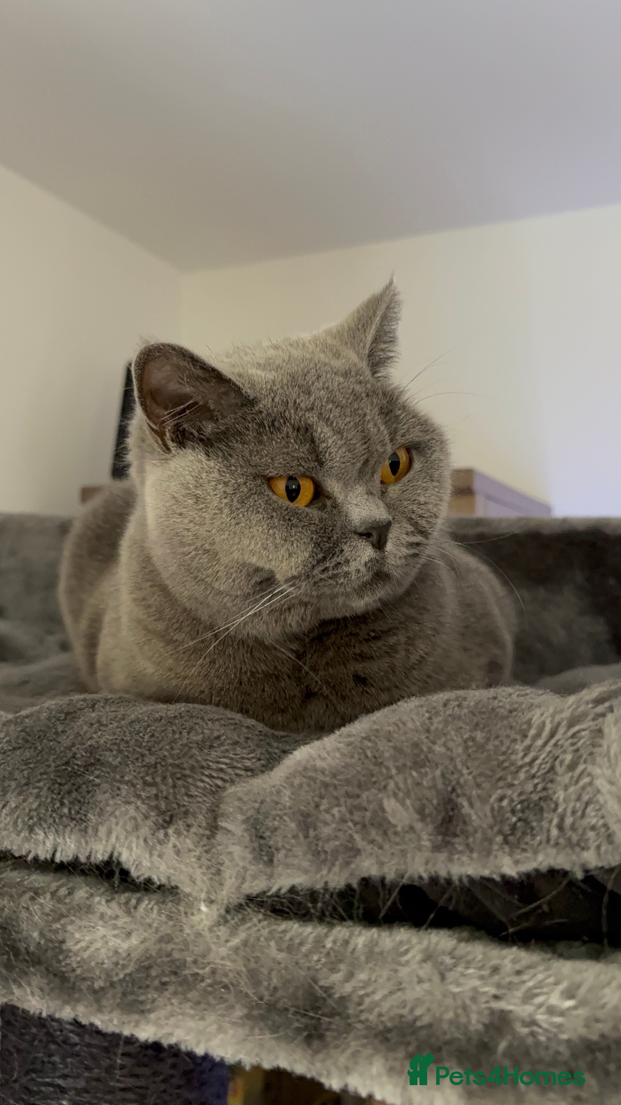 Brazilian Shorthair cats 2 BSH - Advert 2