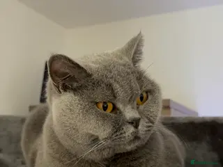 Brazilian Shorthair cats 2 BSH - Advert 2