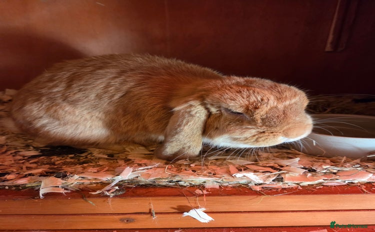 Mini Lop rabbits - Advert 16