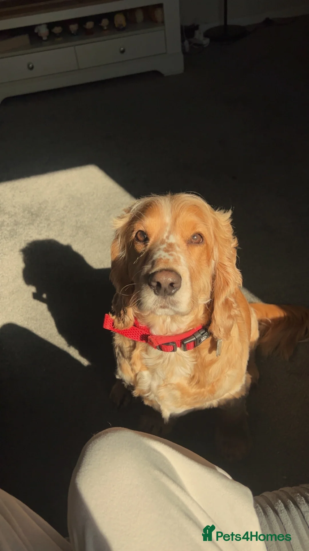 Cocker Spaniel dogs for sale: Chase - Advert 2