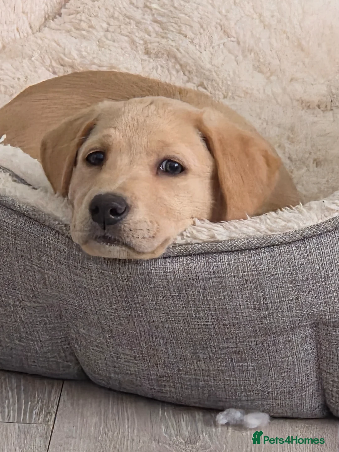 Labrador Retriever dogs for sale: Yellow Labrador puppy - Advert 2
