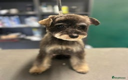 Mixed Breed dogs for sale: OUTSTANDING TOY SCHNOODLES DNA 🧬 CLEAR! - Image 9