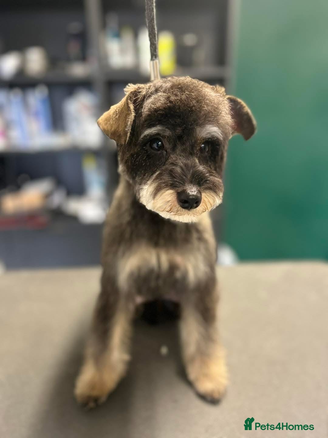 Mixed Breed dogs for sale: OUTSTANDING TOY SCHNOODLES DNA 🧬 CLEAR! - Image 9