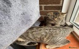 British Shorthair cats for sale: BSH Pedigree Chunky Kittens Chocolate/Gold striped - Image 6