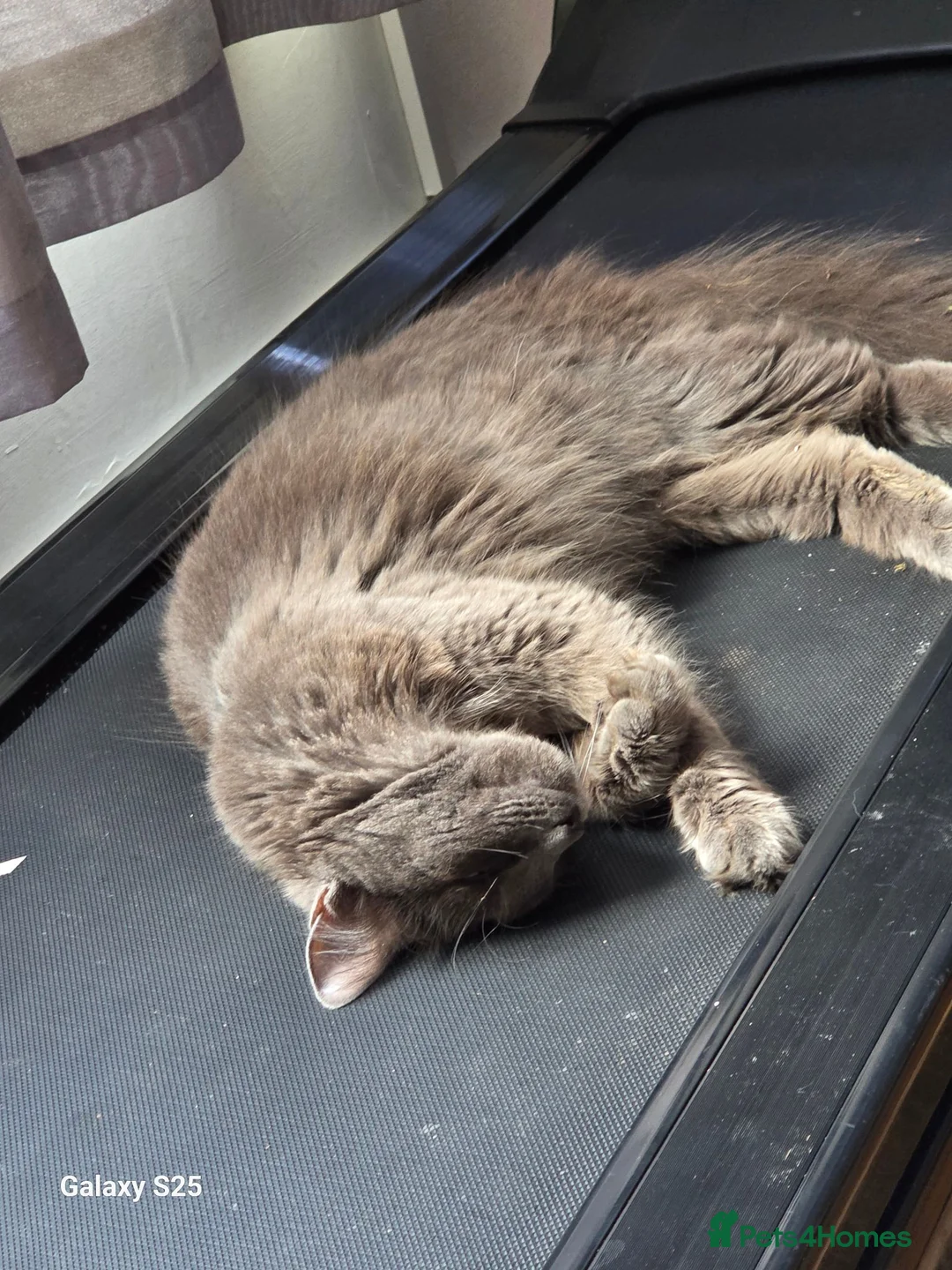 Mixed Breed cats for sale: Beautiful kittens - Advert 1
