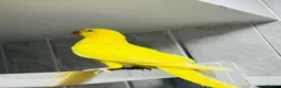 Ringnecks birds for sale: Yellow ring necks for sale  - Advert 1